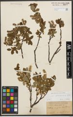 Foto von Salix waldsteiniana Willd.